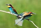 Most Beautiful Birds of the World
