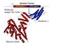 <b>interferon alpha</b> and