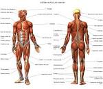 Sistema <b>muscular</b>: Fatos