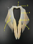 The Appendicular Skeleton