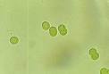 <b>CYANOBACTERIA</b> QuickFacts
