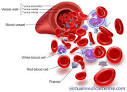 Full Blood Count (FBC, Full Blood Test or Complete Blood Count ...
