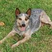 Blue Heeler Information, Pictures of Blue Heelers | Dogster