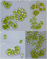 Image result for Protococcus crepidinum