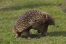 E is for Echidna « Flickr Blog