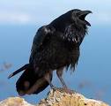 Common Raven, Identification, All About Birds - Cornell Lab of ...
