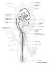 <b>SiStEmA TeGuMeNtArIo</b>
