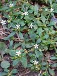 <b>Molluginaceae</b> | Flora