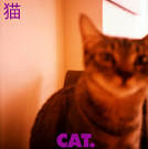 On Japanese Cats | This Japanese Life. | 生命を外面九天です