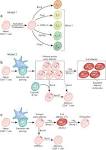 Roles of Bcl-6 and Blimp-1 in T cell differentiation. : Effectors ...