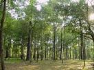 Lev Echad: Don't Miss the Forest for the Trees