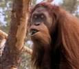 Orangutans: Just Hangin' On - Introduction | Nature | PBS