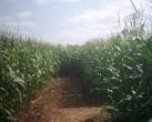 The 2004 Bickleigh Maze was based on the Olympics which were in Sydney that - via Daymix