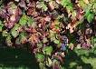 Carignan - Wikipedia, the free encyclopedia