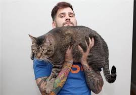 Bildergebnis für ‫سگ واقی وکربه واقی‬‎