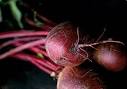 Beetroot - Glossary - How to cook - BBC Good Food