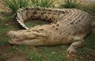 Australian Animals : Dangerous Animals in Australia | Animal Danger