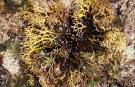 Seaweed.ie :: Carrageenans