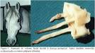 com <b>doença periapical</b>.