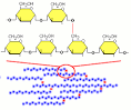 Dietary Polysaccharides