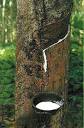 the story tree at honeybee...: At last a natural pacifer for baby...
