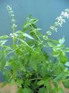Lemon Basil makes everything better - Newark Food | Examiner.