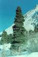Siberian Pine - The Healer