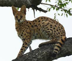 serval Images?q=tbn:ANd9GcSxjii_xQ1SomQCXtgBNKsF5ZP4ayYPuj_QzfO9i3BtGTIWL7LU