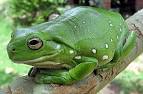 Australian Green Tree Frog | Wild Facts