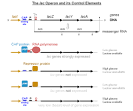  Lac operon - e Notes.com Reference