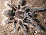 Tarantula Photo Gallery