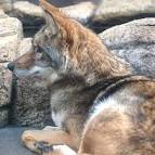 Familia:Canidae Genus: - via Daymix