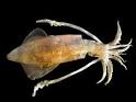 HowStuffWorks "Types of Squid"