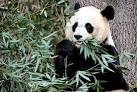 National Zoo panda cub that died had liver abnormalities | syracuse.