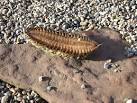 See NH9184 : "Sea mouse" (Aphrodita aculeata) - via Daymix