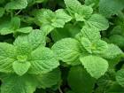 Mint, Apple, Artistic Gardens