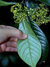 Image result for Psychotria marginata