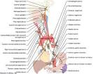 10-vagus-nerve-human-anatomy-diagrams-en / Cranial nerves anatomy ...