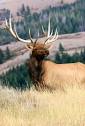 Moose | Animal Review