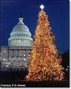 Real vs. Artificial Christmas trees | Eco Women: Protectors of the ...