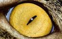 Beautiful Animal Eyes     DesignSwan