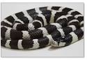 California Kingsnake Care Sheet - Keeping California King Snakes