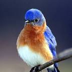 unique animals blog: Bluebirds Photos, Blue Bird Pictures Gallery