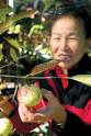 Picking on Silicon Valley: Katie Wong examines a tropical guava in her ... - fruit-0611-1