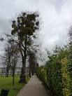 on the type of mistletoe - via Daymix