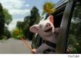 GEICO's Little Piggy Makes Us 'Wee Wee Wee' All the Way Home (