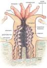 2B: Coral Polyps
