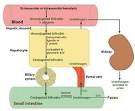 Total Bilirubin