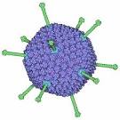 RCSB PDB-