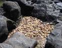 HowStuffWorks "Causes of Dead Zones"